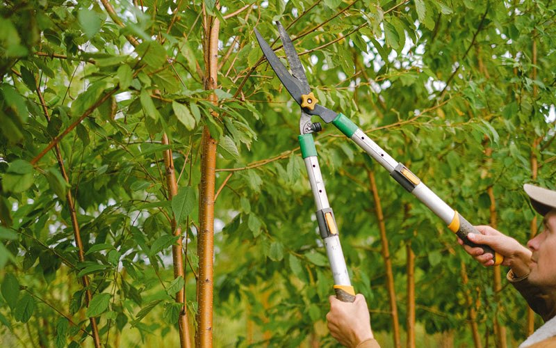 Tree trimming in Parkersburg, IA
