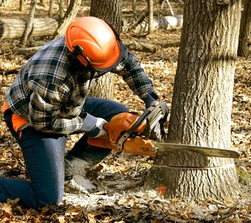 Tree Removal in Parkersburg, IA